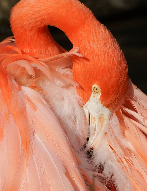 Flamingo Feather Detail