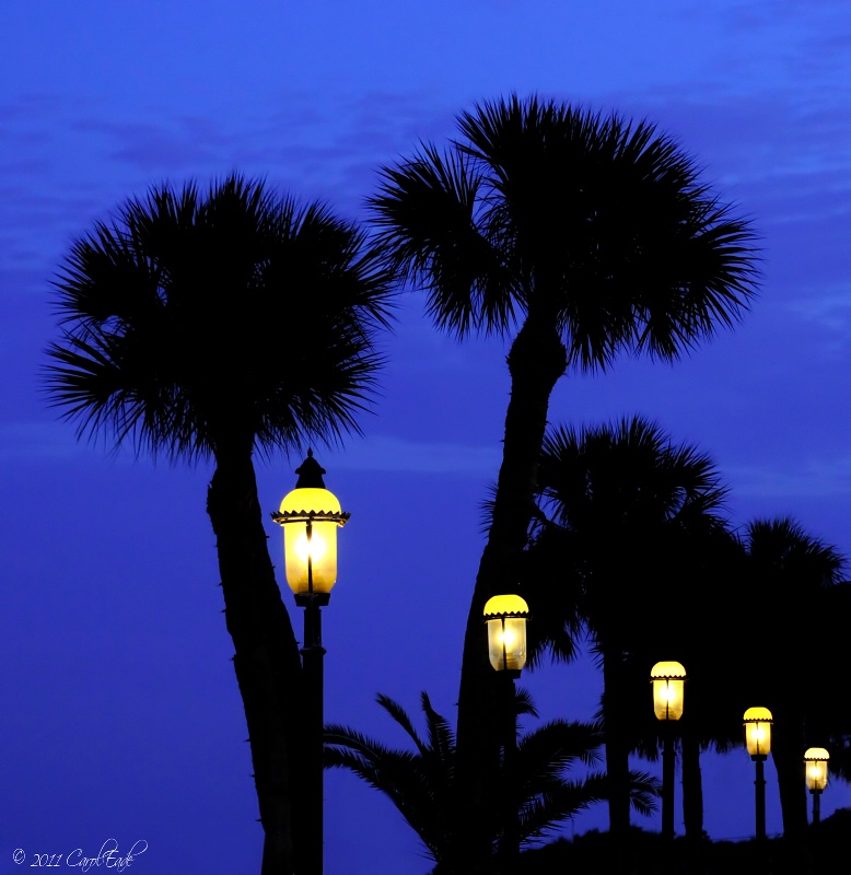 Palms in Twilight - ID: 12461609 © Carol Eade