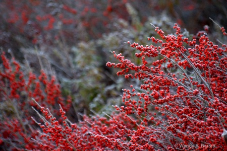 Wild berries