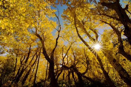 Canopy of Gold