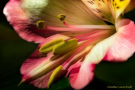 Alstroemeria