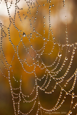 Web with Dew Drops