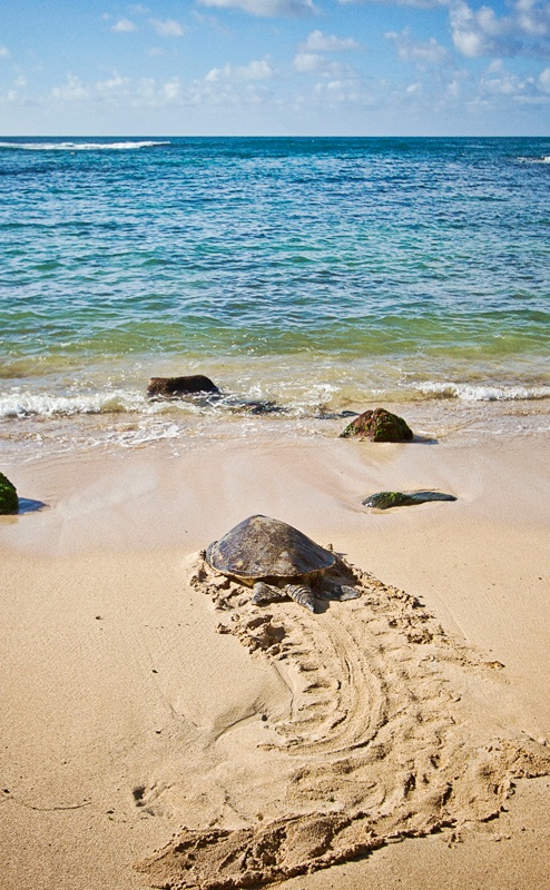 Turtle Tracks