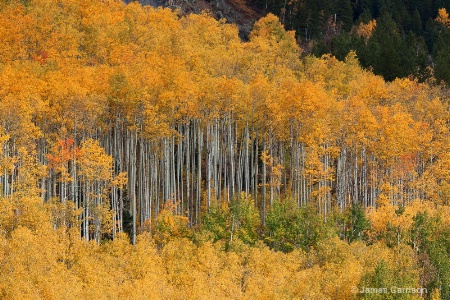 Autumn Curtain