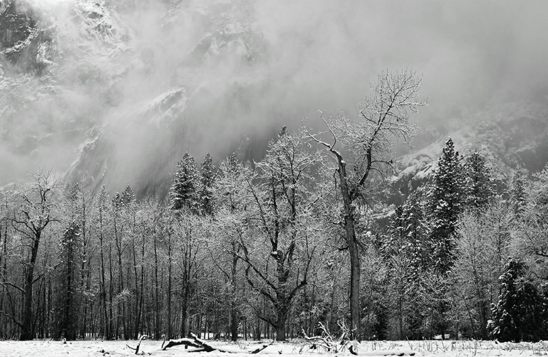 Oaks In Winter