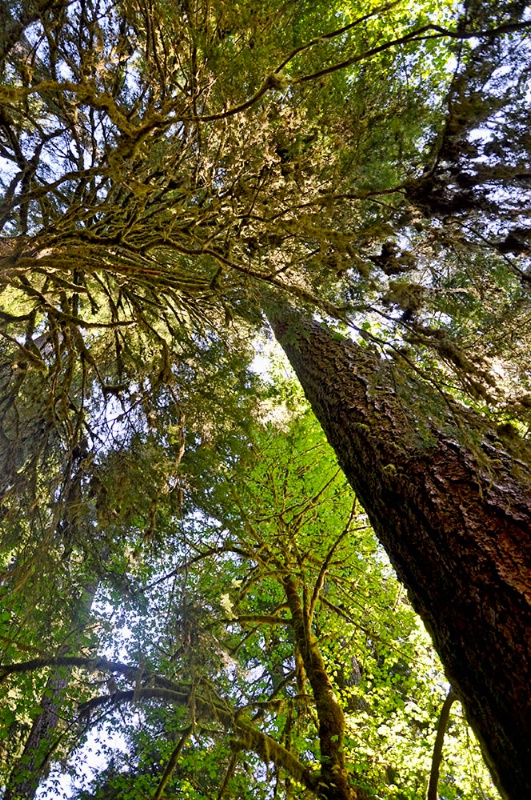 Looking Up