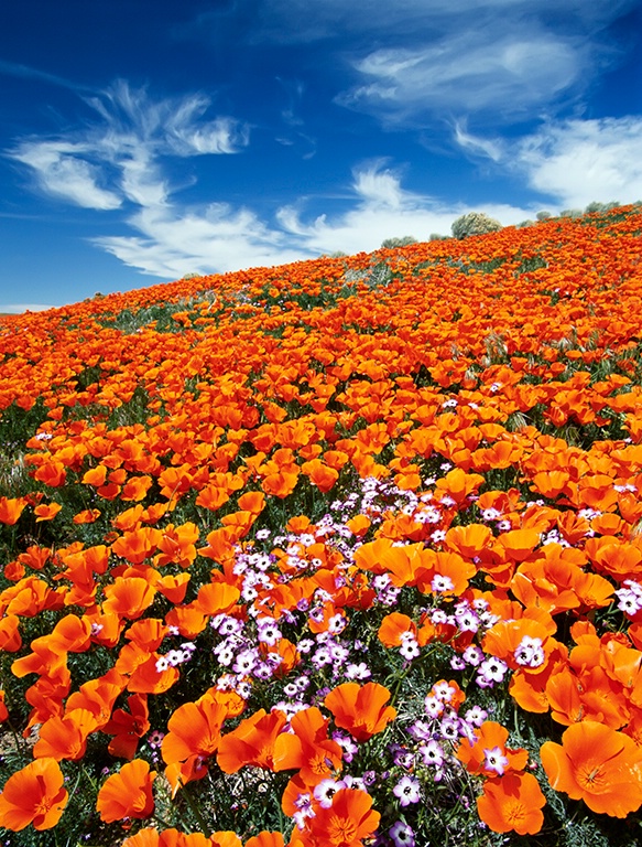 California Poppies