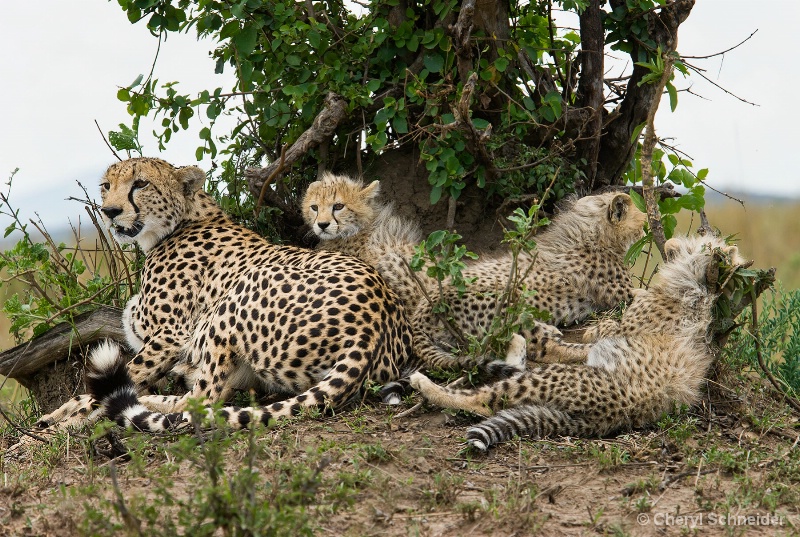 Cheetah and Cubs 003