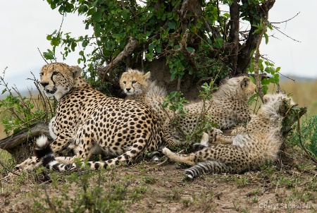 Cheetah and Cubs 003