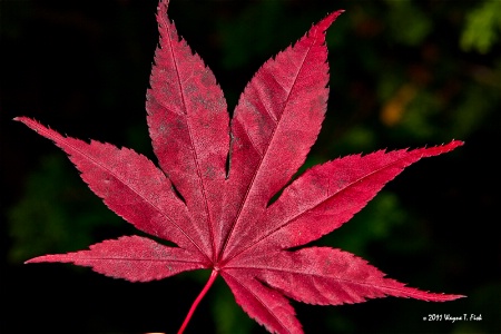 Red Maple