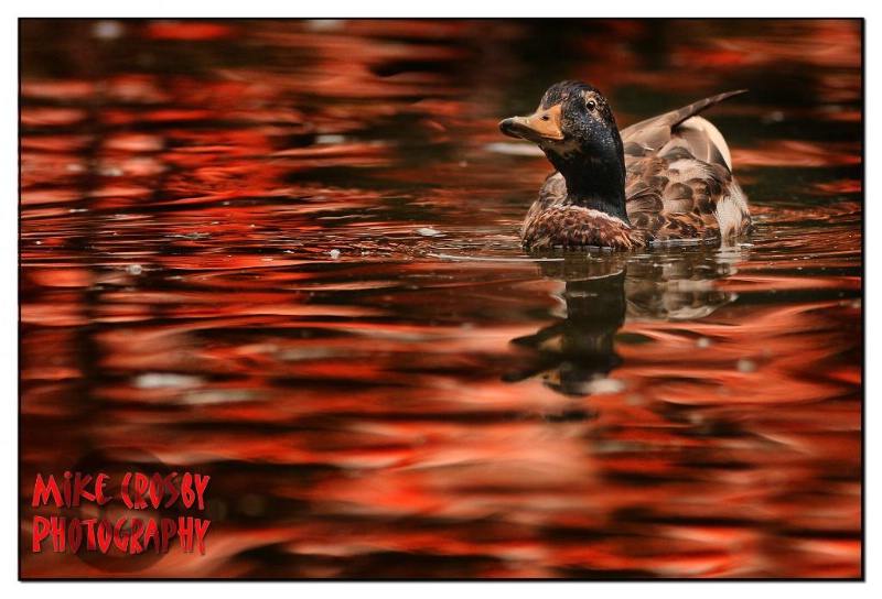 Mallard in Crimson Water ...