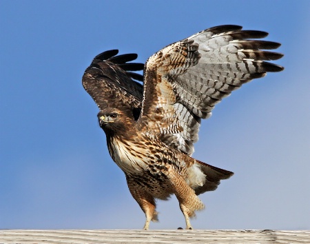 Redtail Hawk