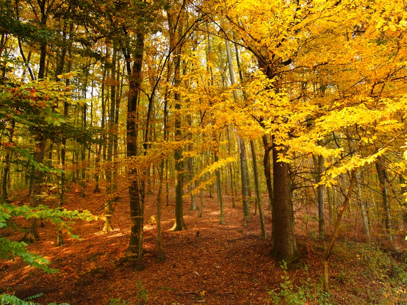 In the forest