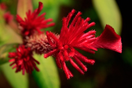 Red beauty