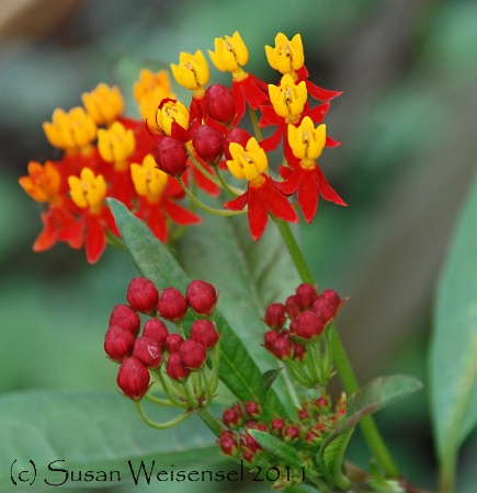 Buds and Blooms