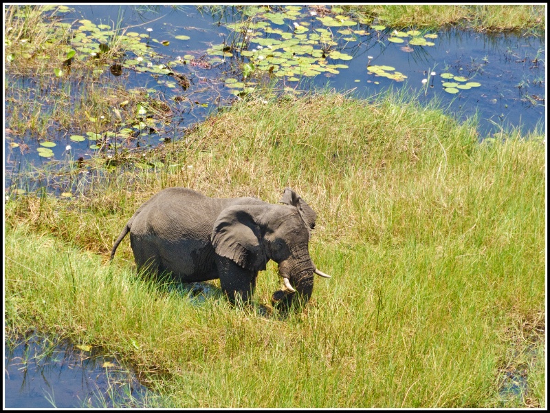 Elephant in the marsh