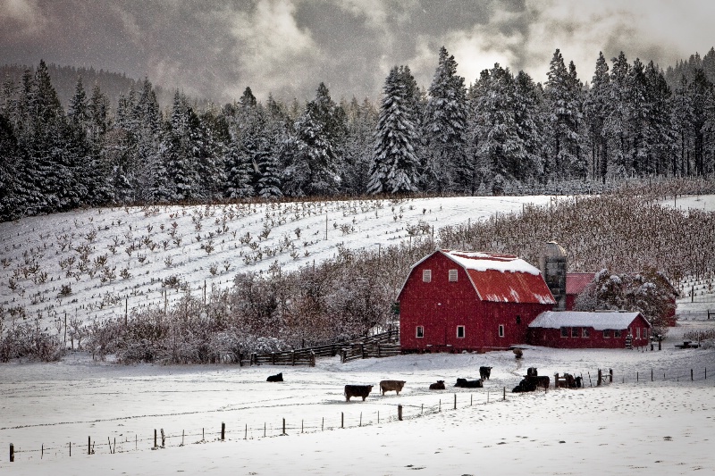 Christmas at the Red Barn