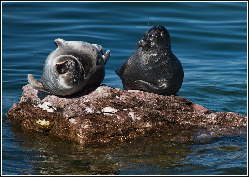 Baikal Seal