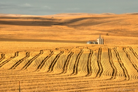 Pendleton Wheat Fields