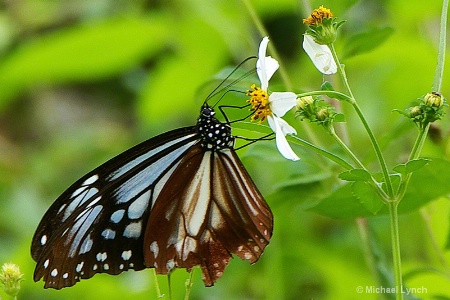 Chestnut Tiger Butterfly