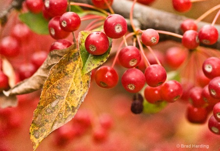 Berry Red