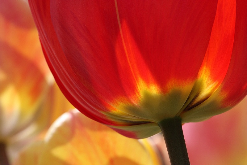 Red tulip detail