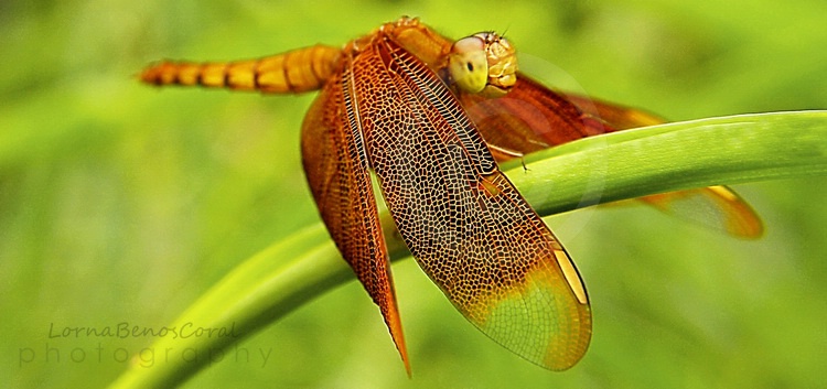 ...dragon fly loves the camera...