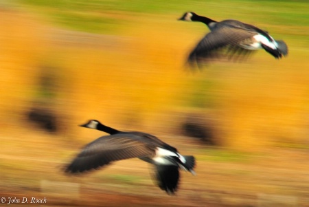 Geese Panning #2a