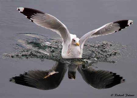 Gull Reflections