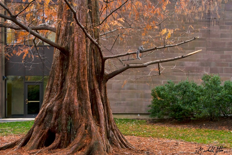 DAWN REDWOOD & friend