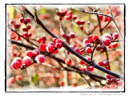 Honeysuckle Berries