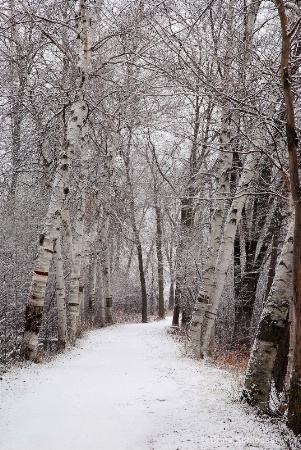 'Snowy Stroll'