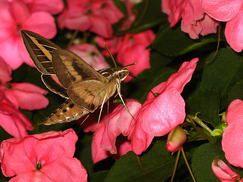 White-Lined Sphinx Moth