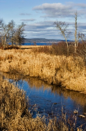 Marsh View