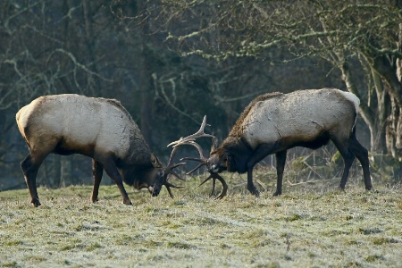 Woodland Hokey Pokey