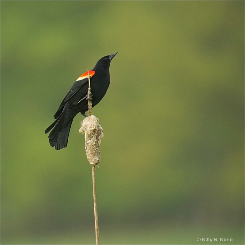 Redwing Blackbird