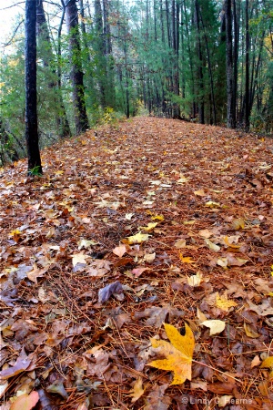 Leaves on the Forest Floor