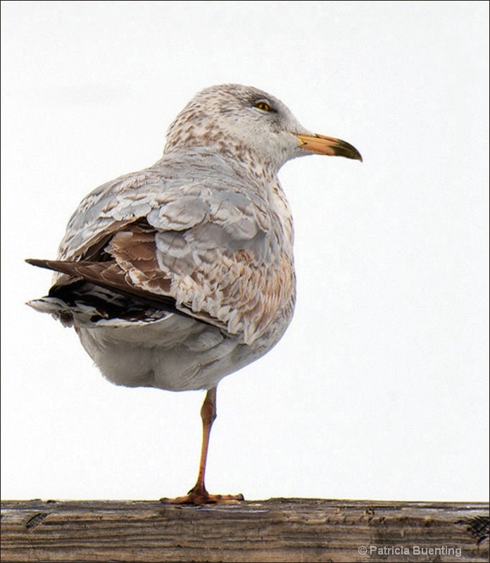 "Winter Gulls"  Balancing Act