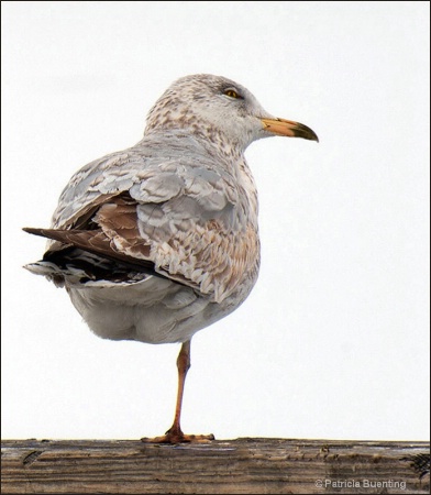 "Winter Gulls"  Balancing Act