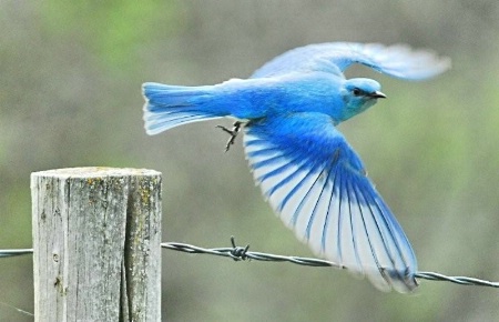An Annoyed Bluebird