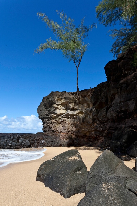 Tree by the Beach