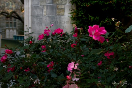 Roses at the Base 