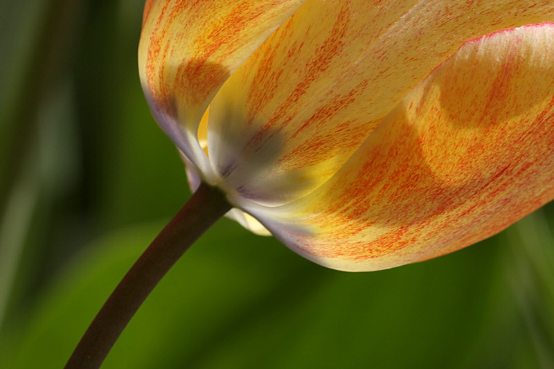 Yellow-red marbled tulip #2