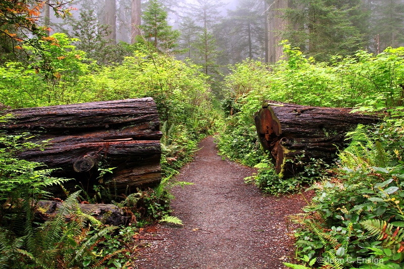 Redwood Forest Trail,  California