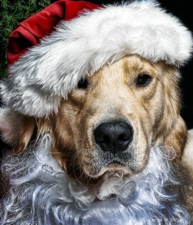 Santa Marley