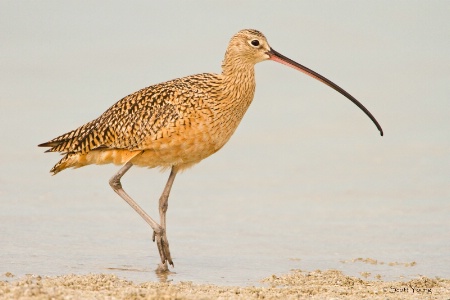 Curlew; Fort DeSoto; Tierra Verde, FL