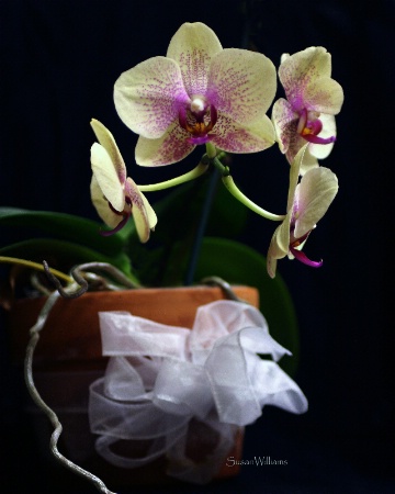 Orchid