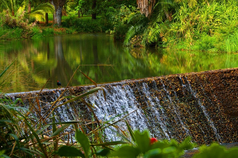 Reflections on a Hawaiian Pond