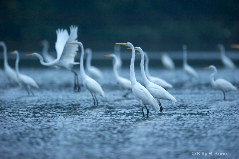 Egrets in the Early Morning Mist
