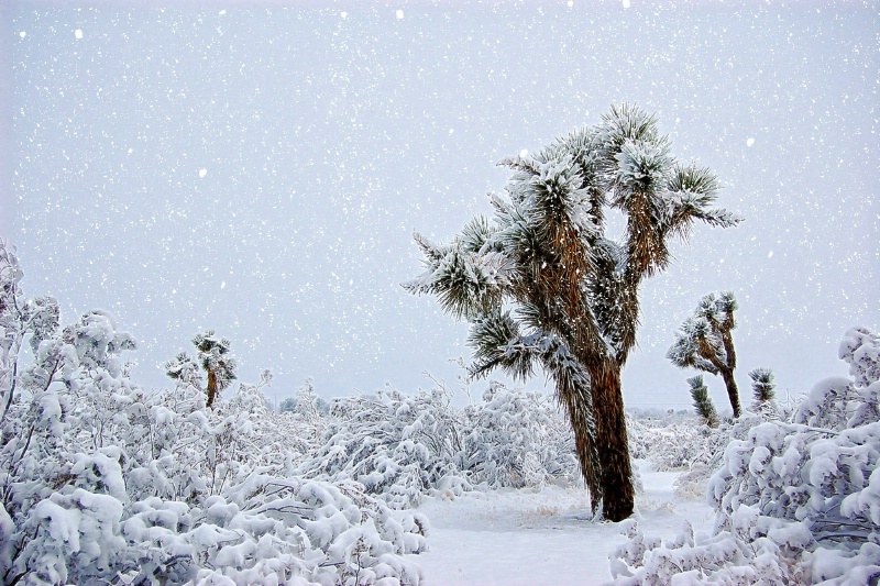 Joshua Trees in a  Snowstorm